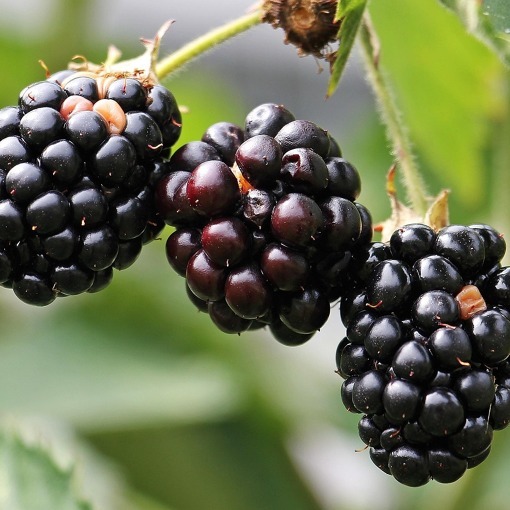 Gartentipps f&uuml;r den August