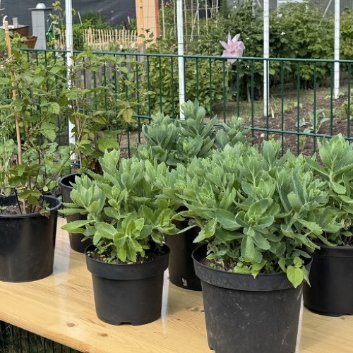 Pflanzentauschbörse in der KGA Gartenfreunde Biesdorf am 24.05.2025