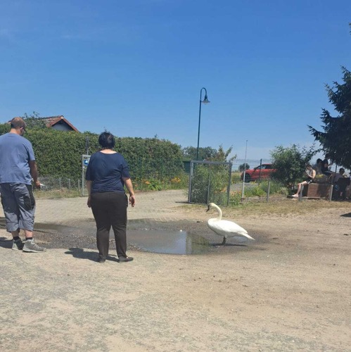 Verletzter Schwan in der Kleingartenanlage 